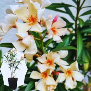 Oleander Plants Live 3-Pack, 5-8 Inch Salmon Tropical Shrubs Growing Garden