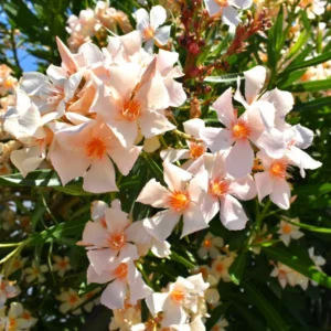 Oleander Plants Live 3-Pack, 5-8 Inch Salmon Tropical Shrubs Growing Garden