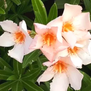 Oleander Plants Live 3-Pack, 5-8 Inch Salmon Tropical Shrubs Growing Garden
