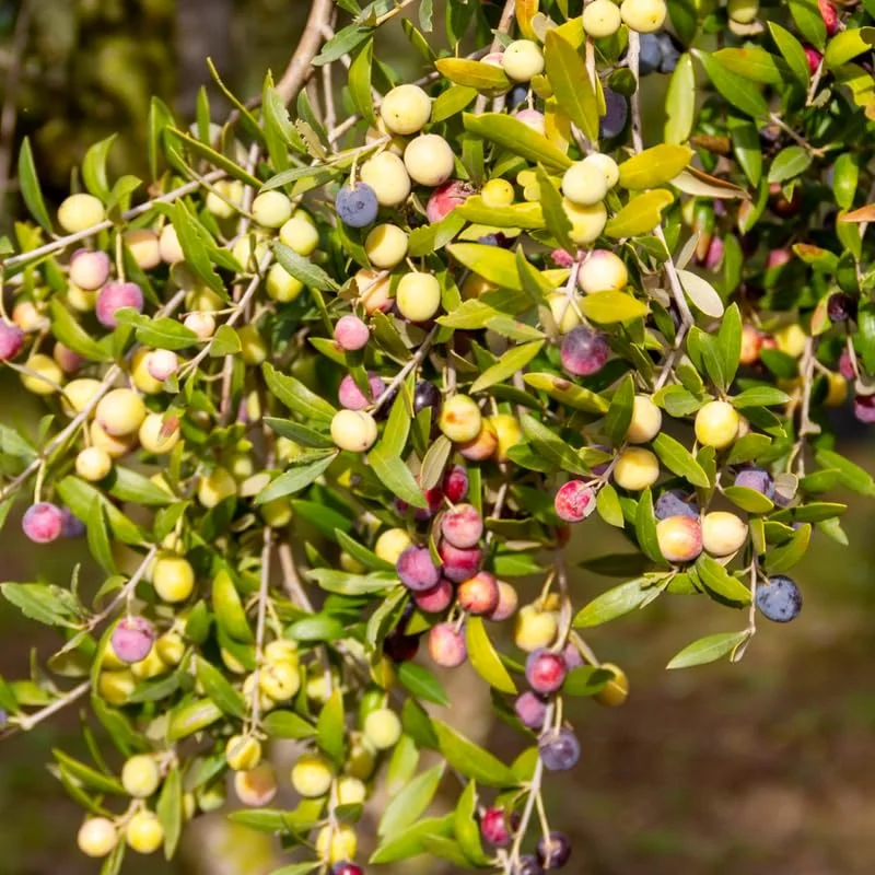 Olive Tree 3-4 ft Live Plant in Pot - Not for CA