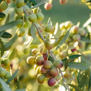 Olive Tree 3-4 ft Live Plant in Pot - Not for CA