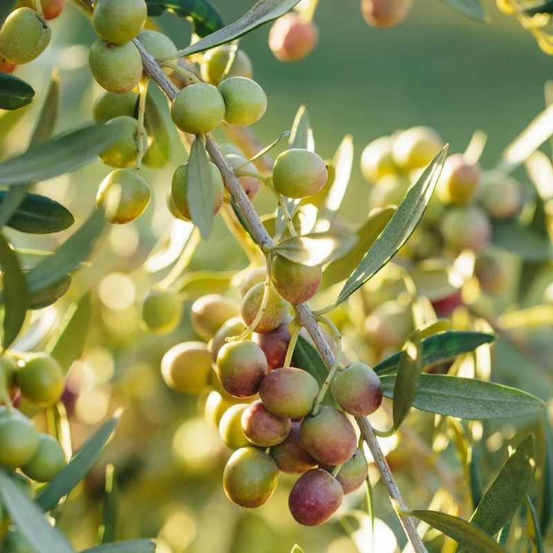 Olive Tree 3-4 ft Live Plant in Pot - Not for CA