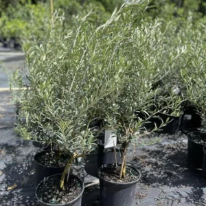 Olive Tree 3-4 ft Live Plant in Pot - Not for CA