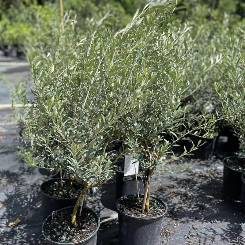 Olive Tree 3-4 ft Live Plant in Pot - Not for CA