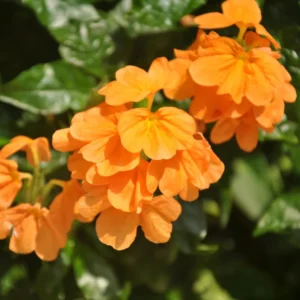 Orange Crossandra Plant - 3-5 Inch Tall Flowering Plant
