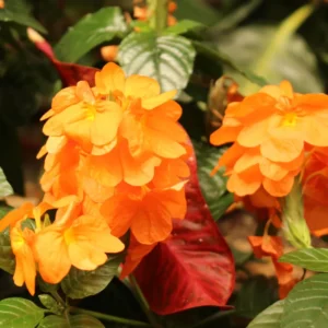 Orange Crossandra Plant - 3-5 Inch Tall Flowering Plant