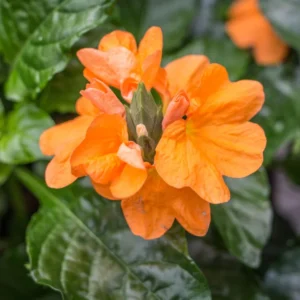 Orange Crossandra Plant - 3-5 Inch Tall Flowering Plant