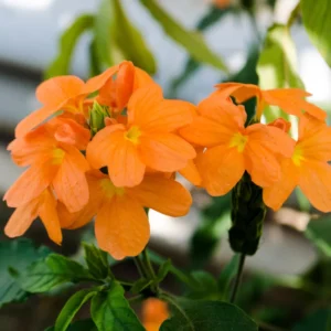 Orange Crossandra Plant - 3-5 Inch Tall Flowering Plant