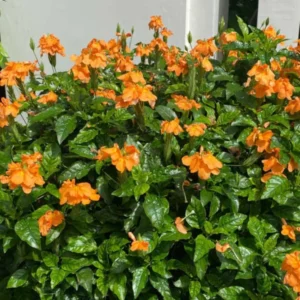 Orange Crossandra Plant - 3-5 Inch Tall Flowering Plant