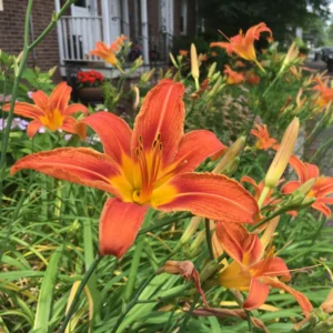 Orange Daylily Bulbs - 5 Perennial Cold Hardy Flower Plant Bare Roots