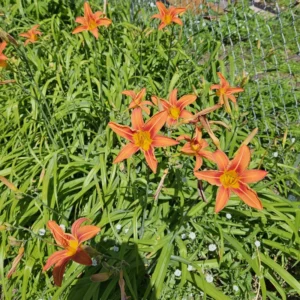Orange Daylily Bulbs - 5 Perennial Cold Hardy Flower Plant Bare Roots