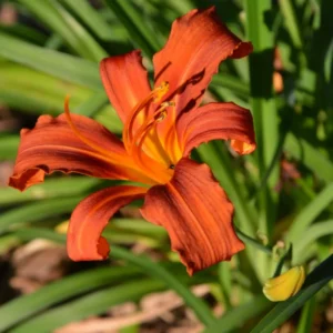 Orange Daylily Bulbs - 5 Perennial Cold Hardy Flower Plant Bare Roots