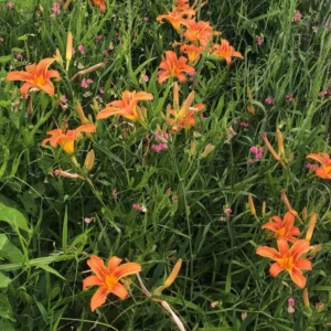 Orange Daylily Bulbs - 5 Perennial Cold Hardy Flower Plant Bare Roots