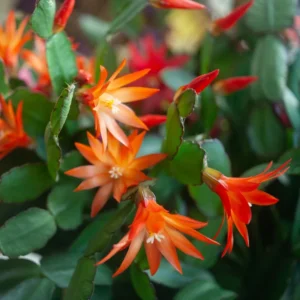 Orange Easter Cactus Plant Live Indoor 3-5 Inch