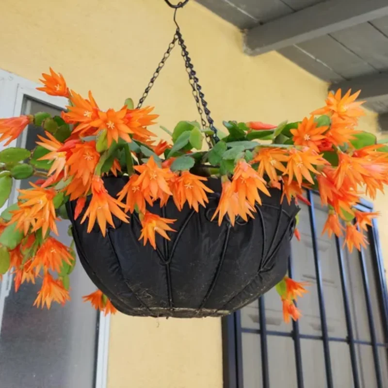 Orange Easter Cactus Plant Live Indoor 3-5 Inch