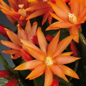 Orange Easter Cactus Plant Live Indoor 3-5 Inch