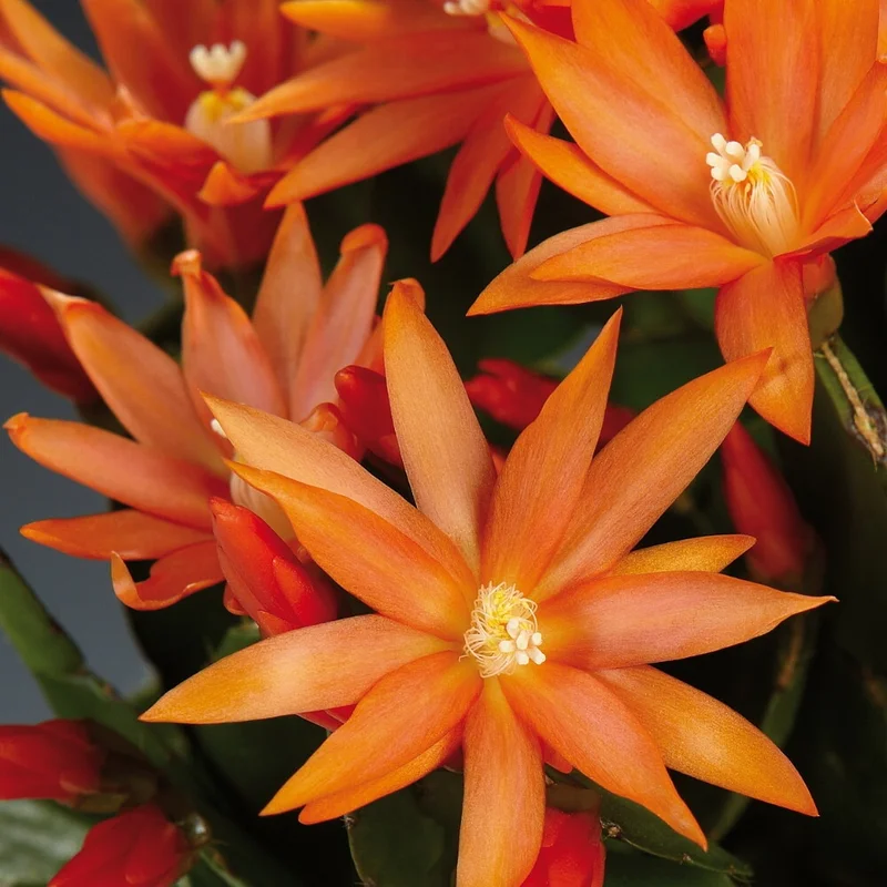 Orange Easter Cactus Plant Live Indoor 3-5 Inch