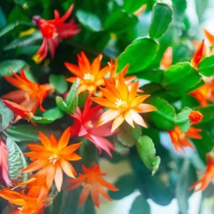 Orange Easter Cactus Plant Live Indoor 3-5 Inch