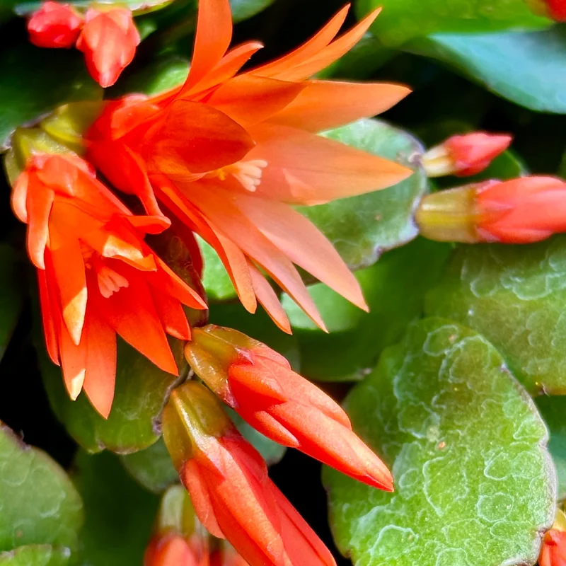 Orange Easter Cactus Plant Live Indoor 3-5 Inch