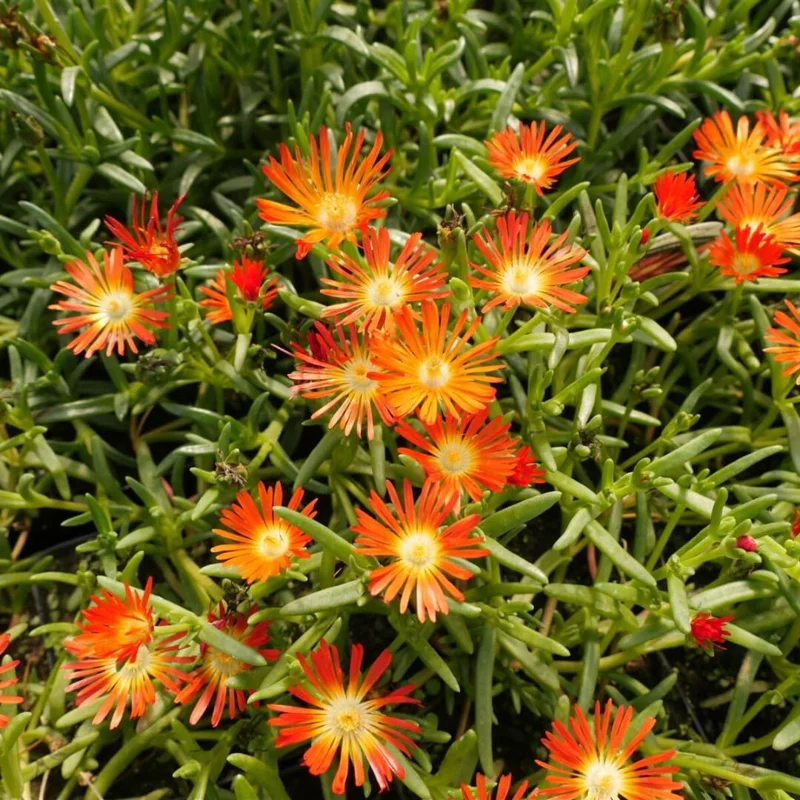 Orange Ice Plant, Quart Pot - Delosperma