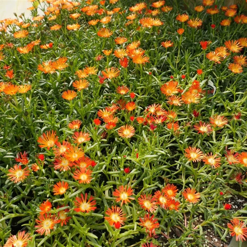 Orange Ice Plant, Quart Pot - Delosperma