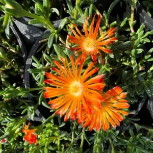 Orange Ice Plant, Quart Pot - Delosperma