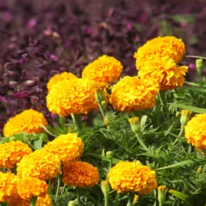 Orange Marigold Plants - Live Flower Starters - 5-8 Inch Height