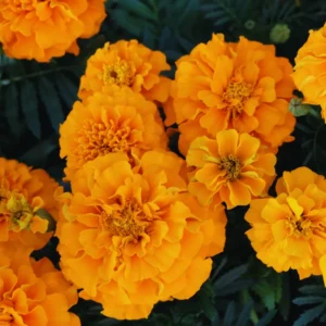 Orange Marigold Plants - Live Flower Starters - 5-8 Inch Height