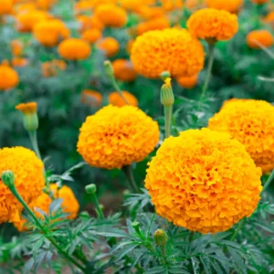 Orange Marigold Plants - Live Flower Starters - 5-8 Inch Height