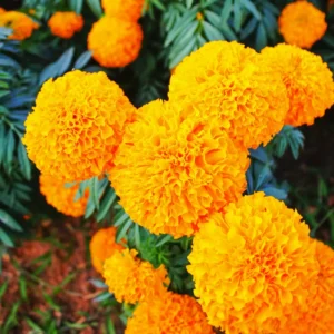 Orange Marigold Plants - Live Flower Starters - 5-8 Inch Height