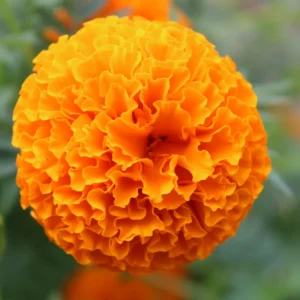 Orange Marigold Plants - Live Flower Starters - 5-8 Inch Height