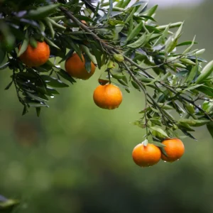 Orange Tangerine Tree - 2 to 3 Feet Tall - Citrus Fruit Tree for Sale