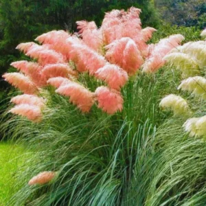 Ornamental Grass Live Pink Pampas Grass Plants 5-7 Inches