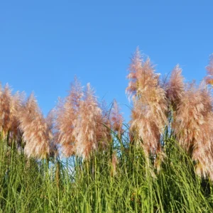 Ornamental Grass Live Pink Pampas Grass Plants 5-7 Inches
