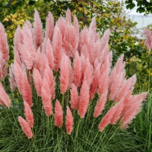 Ornamental Grass Live Pink Pampas Grass Plants 5-7 Inches