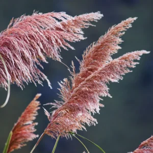 Ornamental Grass Live Pink Pampas Grass Plants 5-7 Inches