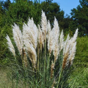Ornamental Grass Live Plants - 3 White Pampas Grass Plants, 5-7 Inches