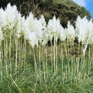 Ornamental Grass Live Plants - 3 White Pampas Grass Plants Zone 7-11