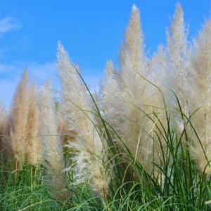 Ornamental Grass Live Plants - 3 White Pampas Grass Plants Zone 7-11