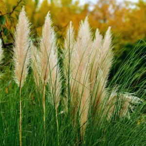 Ornamental Grass Live Plants - 3 White Pampas Grass Plants Zone 7-11