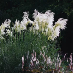 Ornamental Grass Live Plants - 3 White Pampas Grass Plants Zone 7-11