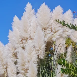 Ornamental Grass Live Plants - 3 White Pampas Grass Plants Zone 7-11
