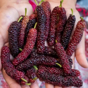 Pakistan Mulberry Tree Starter Plant - Live Black Sweet Berry Plant 5-8 Inch Tall