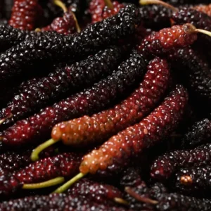 Pakistan Mulberry Tree Starter Plant - Live Black Sweet Berry Plant 5-8 Inch Tall