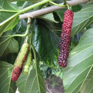 Pakistan Mulberry Tree Starter Plant - Live Black Sweet Berry Plant 5-8 Inch Tall