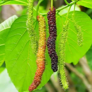 Pakistan Mulberry Tree Starter Plant - Live Black Sweet Berry Plant 5-8 Inch Tall