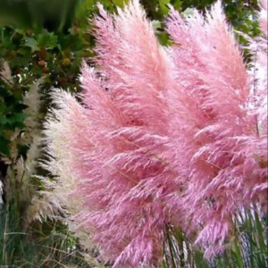 Pampas Grass Plants Live Clumps - Ornamental Grass Perennial 5-9 Inch Tall