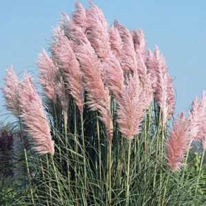 Pampas Grass Plants Live Clumps - Ornamental Grass Perennial 5-9 Inch Tall