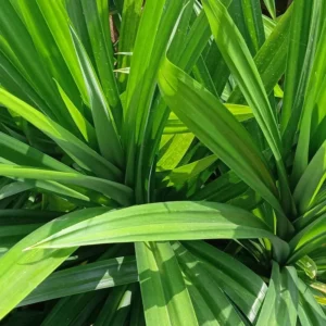 Pandan Plant, 2.5 Inch Pot
