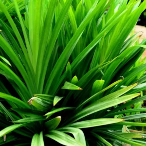 Pandan Plant, 2.5 Inch Pot